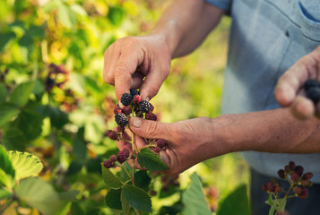 Senior men picking blackberries in the orchard
