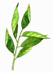 Hand drawn branch with green leaves