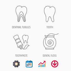 Tooth, dentinal tubules and dental floss icons. Toothpaste linear sign. Calendar, Graph chart and Cogwheel signs. Download colored web icon. Vector