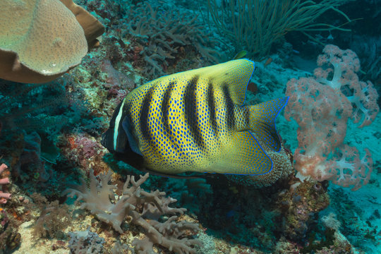 Kaiserfisch