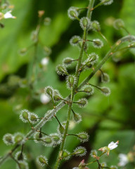 Close up of Enchanter's Nightshade Flower Bud B