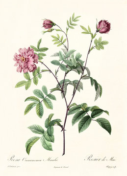 Old illustration of Rosa cimmamomea majalis. Created by P. R. Redoute, published on Les Roses, Imp. Firmin Didot, Paris, 1817-24