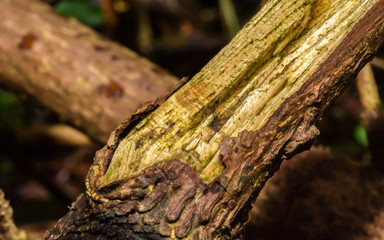 Close up of Tree Trunk Branch E