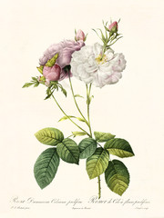 Old illustration of Rosa damascena celsiana prolifera. Created by P. R. Redoute, published on Les Roses, Imp. Firmin Didot, Paris, 1817-24