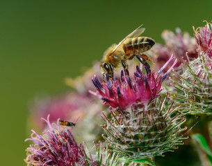 Bee collecting nectar from flower