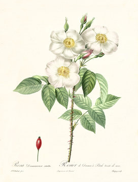 Old illustration of Rosa damascena subalba. Created by P. R. Redoute, published on Les Roses, Imp. Firmin Didot, Paris, 1817-24