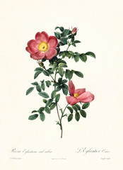 Old illustration of Rosa eglanteria sub rubra. Created by P. R. Redoute, published on Les Roses, Imp. Firmin Didot, Paris, 1817-24