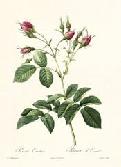Old illustration of Rosa evratina. Created by P. R. Redoute, published on Les Roses, Imp. Firmin Didot, Paris, 1817-24