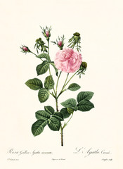 Old illustration of Rosa gallica agatha incarnata. Created by P. R. Redoute, published on Les Roses, Imp. Firmin Didot, Paris, 1817-24