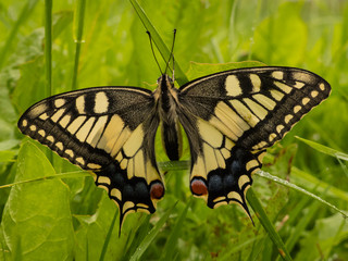 swallowtail butterfly in the grass