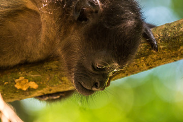 Junger Brüllaffe schaut auf den Boden