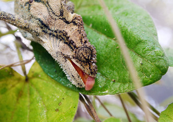 Thirsty chameleon