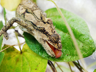 Thirsty chameleon © Schalk