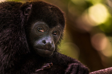 Portrait eines Brüllaffen in Costa Rica