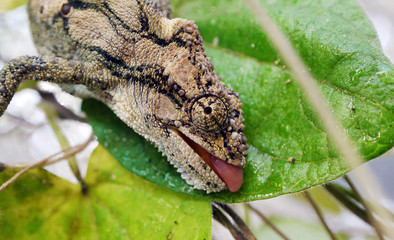 Thirsty chameleon