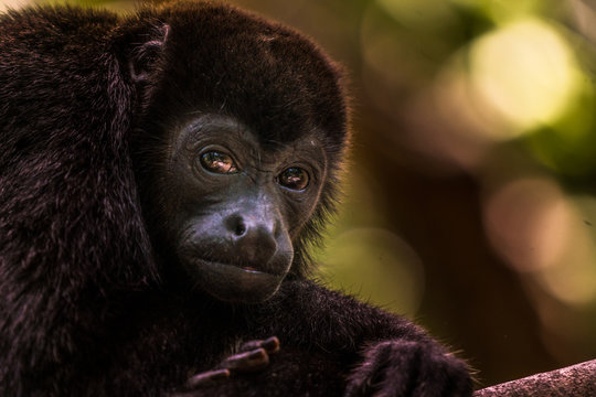 Portrait eines Br&uuml;llaffen in Costa Rica