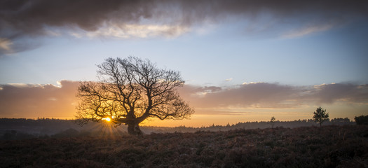 A single oak tree near Fritham in the New Forest.