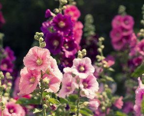 Variety of mallow flowers on the flowerbed, colorful summer background