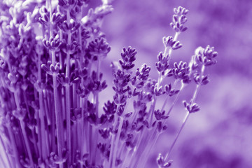 Obraz na płótnie Canvas Beautiful violet wild Lavender backdrop meadow close up. French Provence field of purple lavandula herbs blooming.