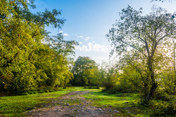 Bright sunny day in forest