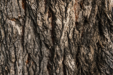 Texture of tree bark