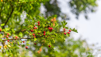 Obraz premium Hawthorn berries on a branch