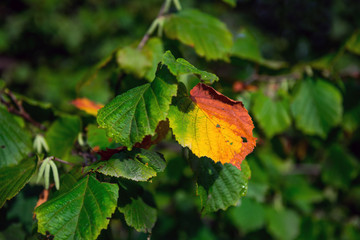 Yellow leaf, autumn coming