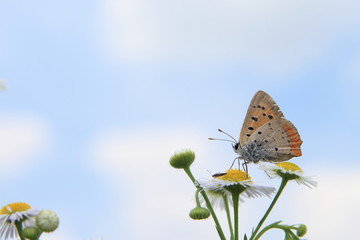 ヒメジョオンとベニシジミ