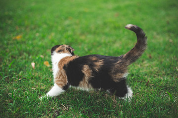 Little Cat playing with in grass