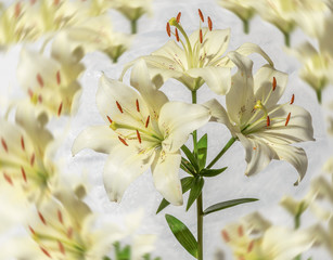 White lilies, photo, applique, background
