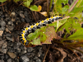yellow black caterpillar on a leaf