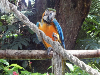 perroquet jardin botanique Deshaies Guadeloupe