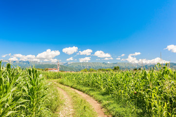 Obraz premium Field of corn, country road and blue sky with clouds.