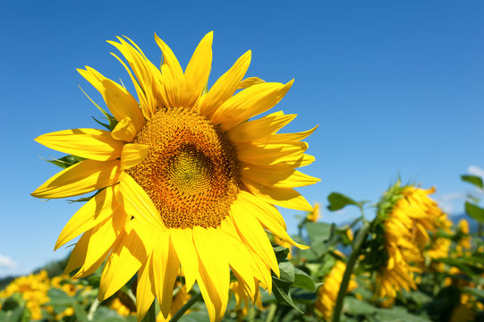 Sunflower in blossom. Sunflowers close up.