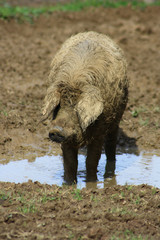 Schwein Mangalitza Wollschwein