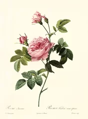 Old illustration of Rosa inermis. Created by P. R. Redoute, published on Les Roses, Imp. Firmin Didot, Paris, 1817-24 © Mannaggia