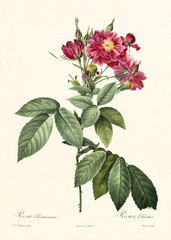 Old illustration of Rosa l'heritierana. Created by P. R. Redoute, published on Les Roses, Imp. Firmin Didot, Paris, 1817-24