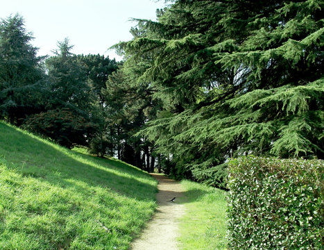 Árboles Y Arbustos En El Jardín Del Parque Forestal