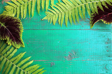 Frame from fresh fern and coleus leaves on old painted turquoise wooden background with copy space.