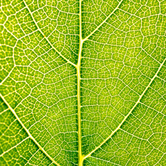 Grape leaves texture leaf background macro green light closeup