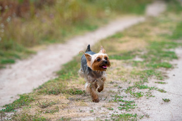 Cute Yorkshire Terrier Dog portrait running on the path in summer outdoors, free space