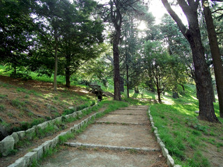 Árboles y arbustos en el jardín del parque forestal