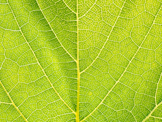Leaves texture leaf background macro green light closeup