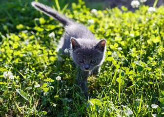 beautiful kitten playing on green grass background