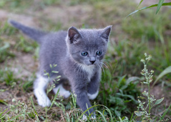 Naklejka na ściany i meble beautiful kitten playing on green grass background