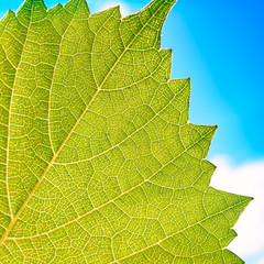Grape leaves texture leaf background macro green light closeup