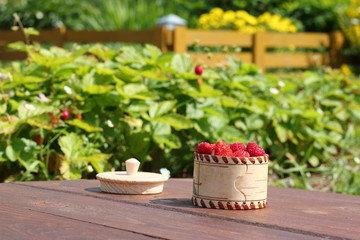 Harvest of fresh strawberries in the garden.