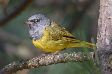 MacGillivray's Warbler perched on a branch in the forest