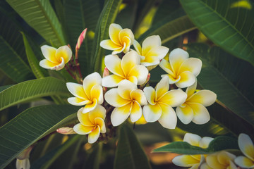Obraz premium White and yelow flowers
