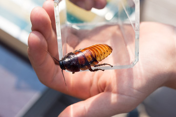 A large Madagascar cockroach with a mustache in a glass beaker